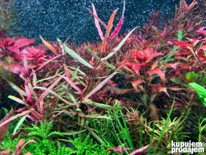 Akvarijumske biljke