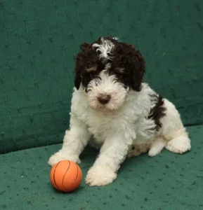 Štenci rase Lagoto Romanjolo, rođeni 5. jula 2025. godine.