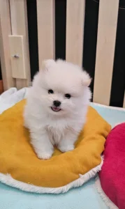 Na rezervaciju-prelepi štenci Pomeranca!