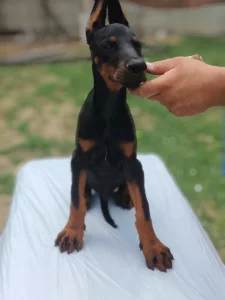 Stene doberman