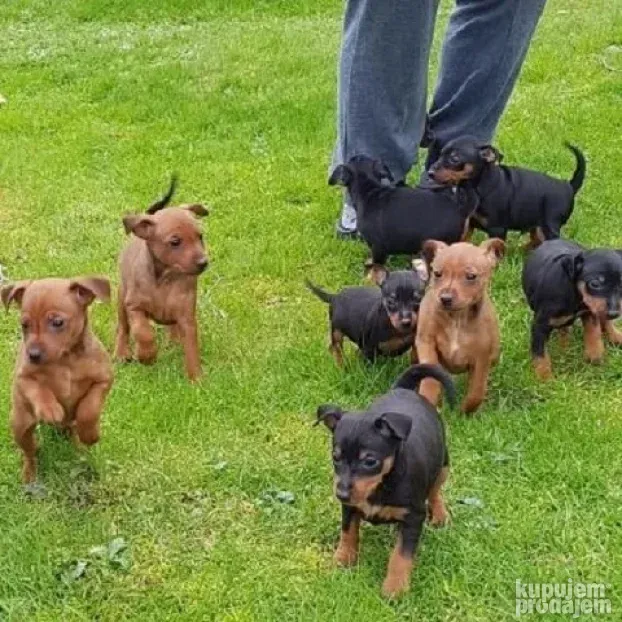 Patuljasti pinč i Doberman