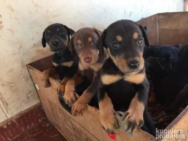 Patuljasti pinč i Doberman