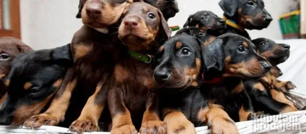 Patuljasti pinč i Doberman