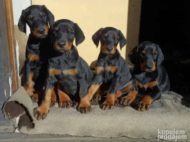 Patuljasti pinč i Doberman