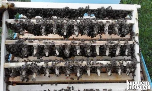 Paketni rojevi i rojevi na ramu