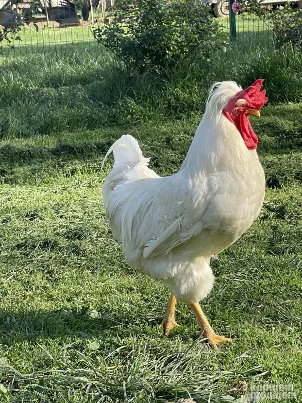 Somporske Kaporke - vrhunski petlovi