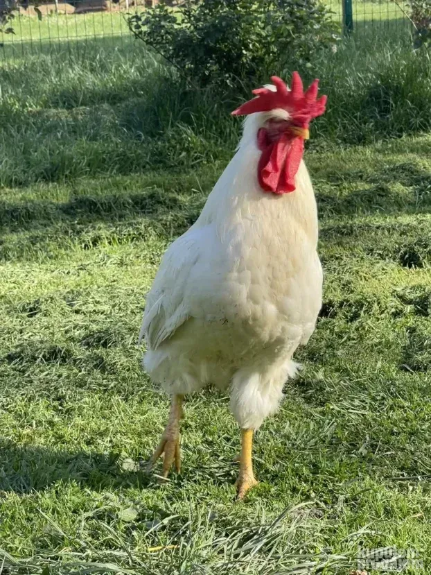 Somporske Kaporke - vrhunski petlovi