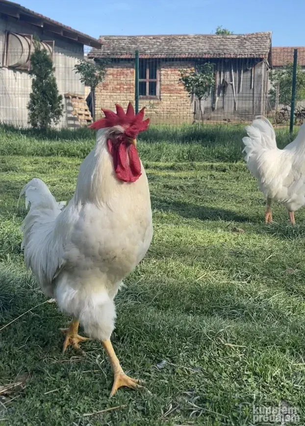Somporske Kaporke - vrhunski petlovi