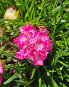 Armeria maritima mini