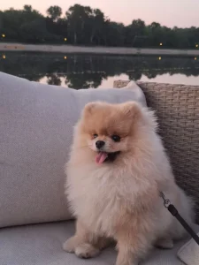 Pomeranac za parenje