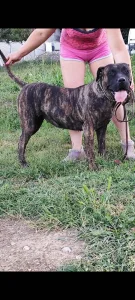 Presa canario zenka