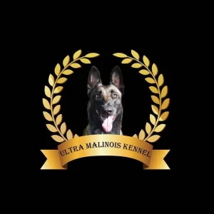 Welcome to the house of champions! Ultra malinois štenci