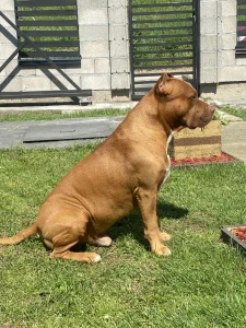 Pitbull spreman za parenje