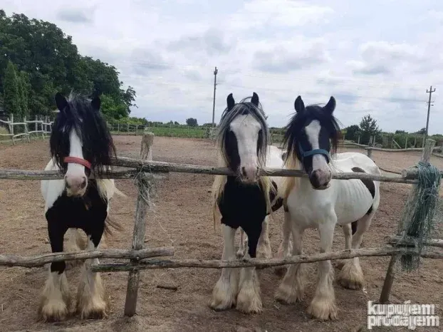 Privatno Jezero Na Dan