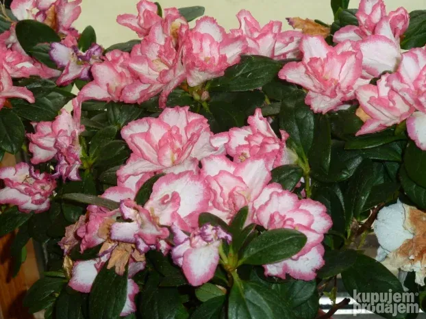 Panasonic DMC-TZ10 - 12MP, 12x Zoom,32GB, 10/10 (SAMPLES)