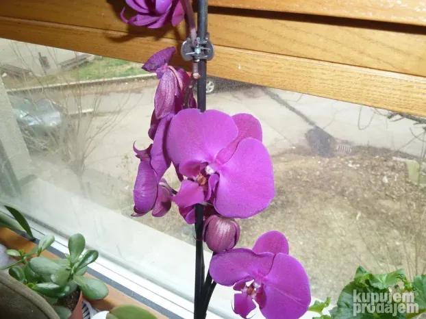 Panasonic DMC-TZ10 - 12MP, 12x Zoom,32GB, 10/10 (SAMPLES)