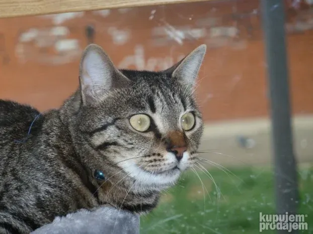 Panasonic DMC-TZ10 - 12MP, 12x Zoom,32GB, 10/10 (SAMPLES)