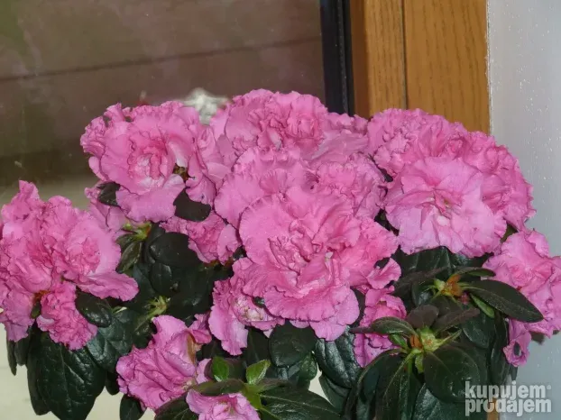 Panasonic DMC-TZ10 - 12MP, 12x Zoom,32GB, 10/10 (SAMPLES)