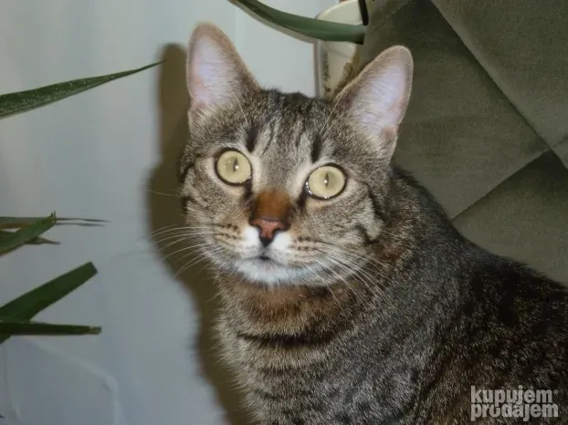 Panasonic DMC-TZ10 - 12MP, 12x Zoom,32GB, 10/10 (SAMPLES)