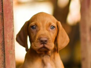 Штенци мађарске вижле