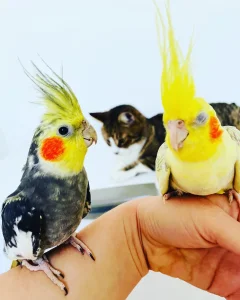 Pitomi rucno hranjeni papagaji POVOLJNO sve vrste