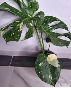 Monstera thai