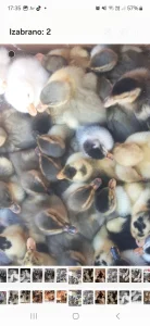 Domaći pačići i guščići