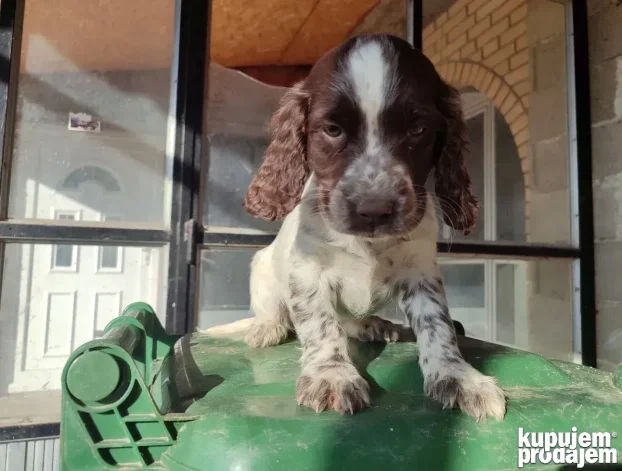 Engleski špringer rasprodato
