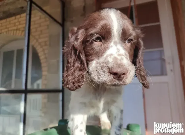 Engleski špringer rasprodato