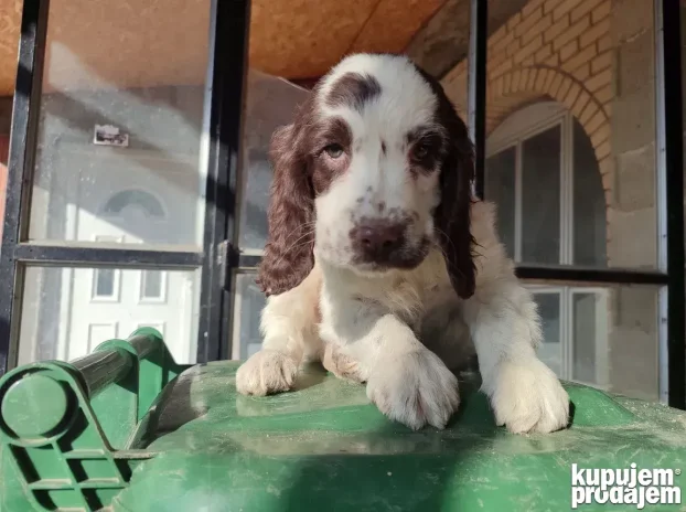 Engleski špringer rasprodato