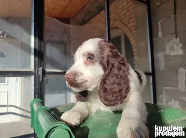 Engleski špringer rasprodato