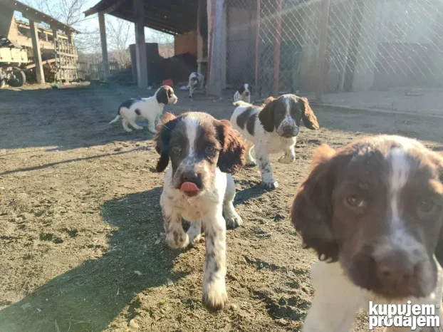 Engleski špringer rasprodato