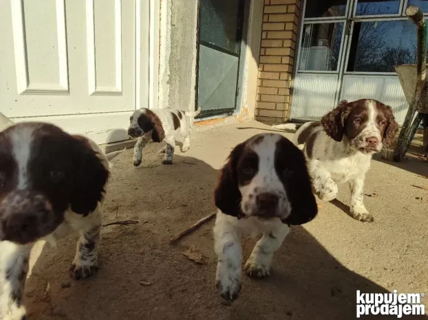 Engleski špringer rasprodato