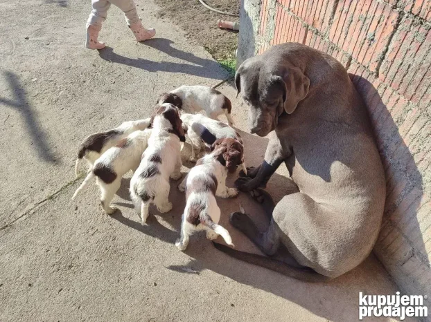 Engleski špringer rasprodato