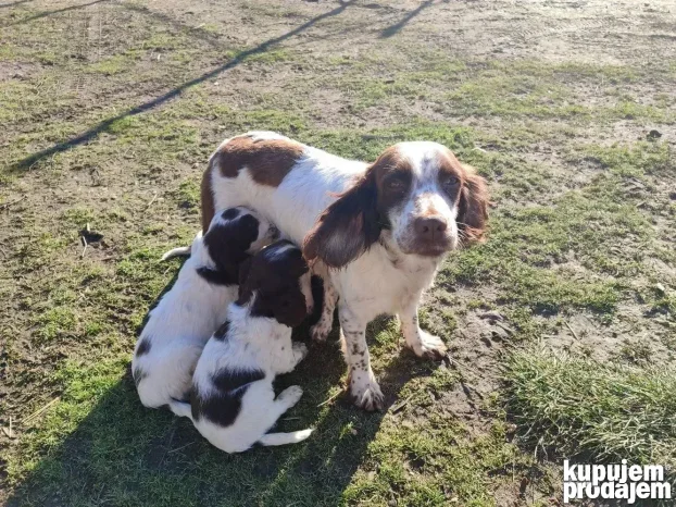 Engleski špringer rasprodato