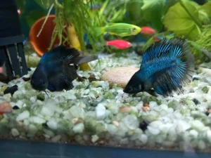 sijamski borci -ribice za akvarijum