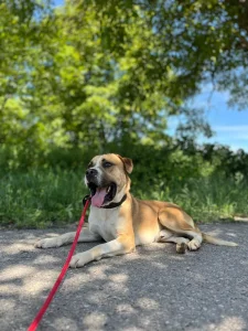 Mališa