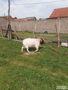 Burski Jarac