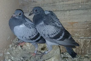 Pismonose