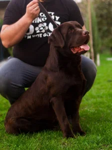 Čokoladni Labrador Retriver mužjaci