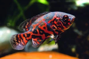Astronotus ocellatus red tiger- Oskar red tiger