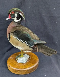 preparirana patka karolinka