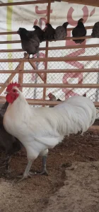 BELI AUSTRALORP JAJA za nasad - inkubaciju