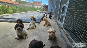 Štenci Lagoto Romanjolo