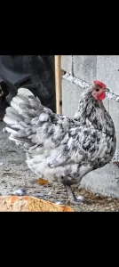 Spleš-tačkasti - prskani ( splash) australorp jaja za nasad