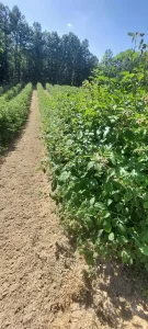 Sadnice maline MIKER