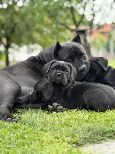 Cane Corso štenci vrhunskog porekla