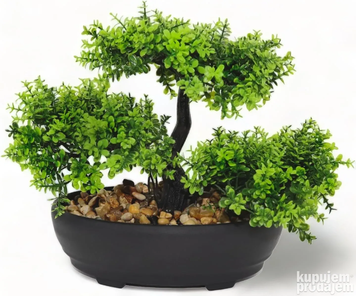 semi cascade bonsai 18 Year Old Semi-Cascade Juniper Specimen Bonsai Tree main image 1