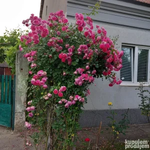 Matije Gupca, Pančevo, Starčevo, 4.0 četvorosobna, 92 m²