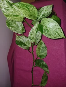 Epipremnum Marble queen i neon pothos